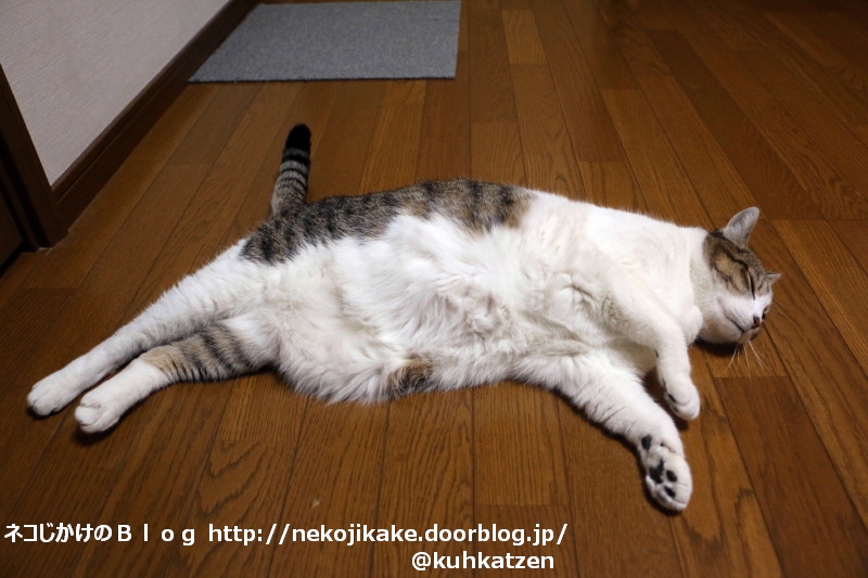 横たわる ネコじかけのｂｌｏｇ