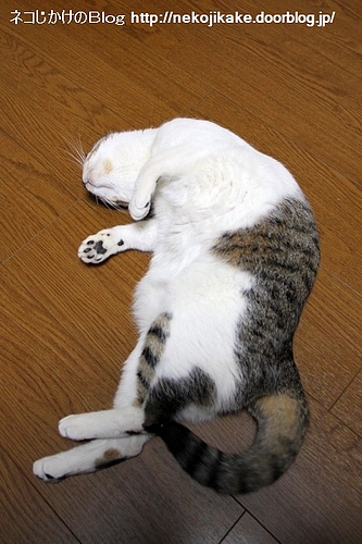 ごろん。