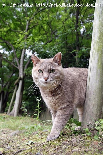 どう、決まってるでしょ?