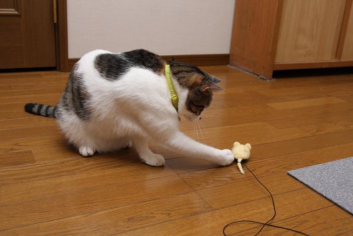 ネズミとネコ。シマ2