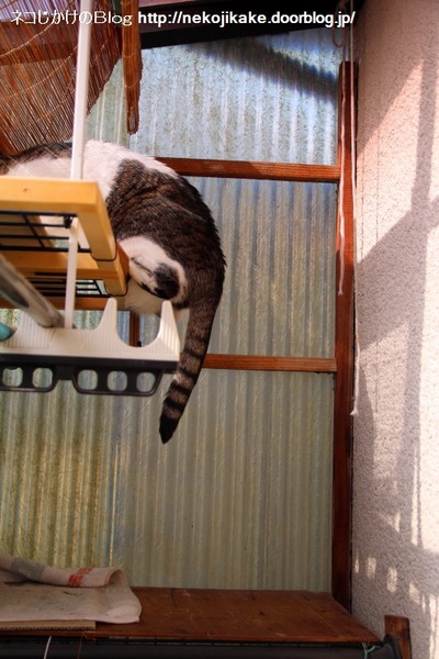 2015022506シマの一日6。