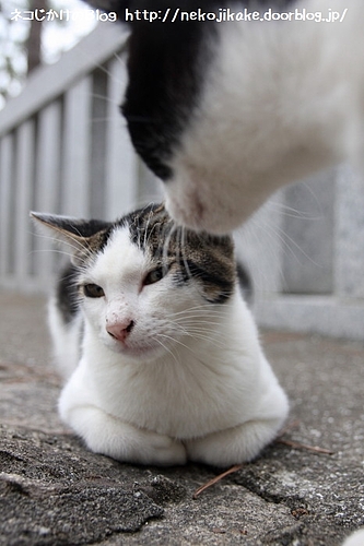 また邪魔しに来たな、お前・・・。
