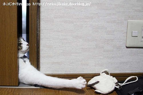 もう少しで届くのに・・・。