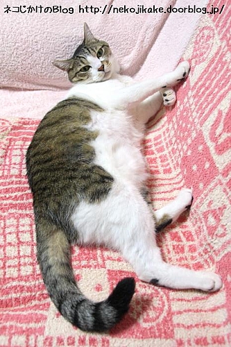 そちらから写されるとスリムに見えないからやめて欲しい。