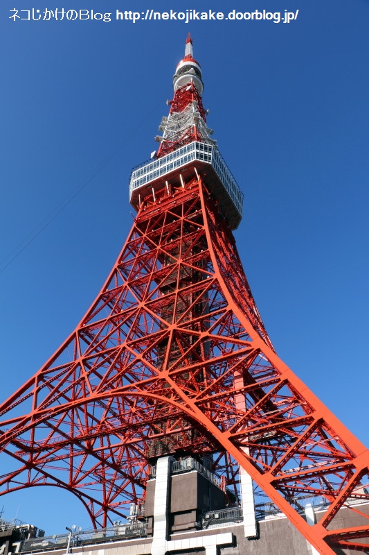 2019111013MEIKO15ǯǰ Fleur rougeSTAR RISE TOWER