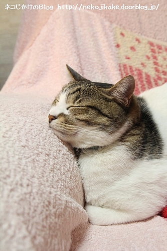 やっぱりにやけてる。