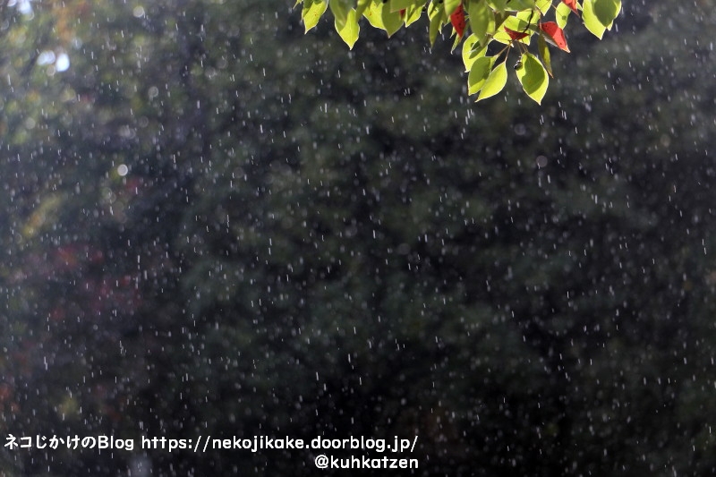 2020111014雨が降る。2