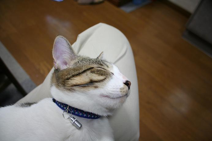 膝の上。シマ