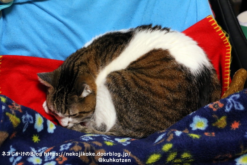 猫のいる場所 ネコじかけのｂｌｏｇ