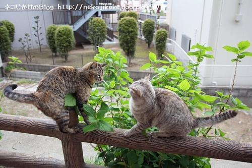 雌雄を決する時!