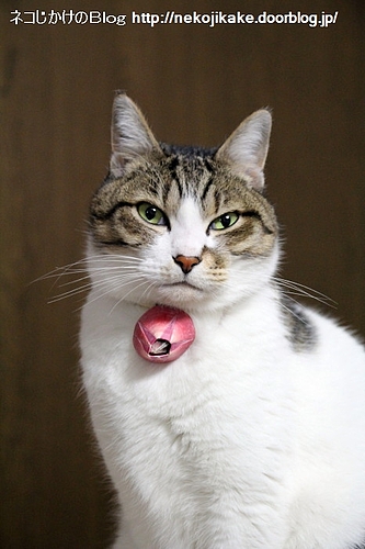 キリッと。