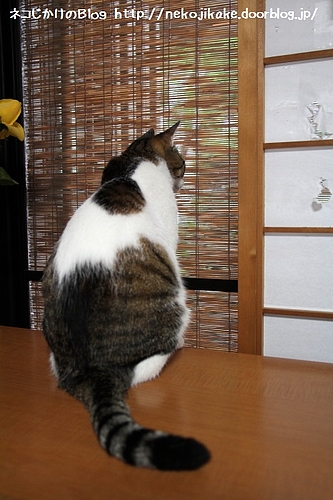 今日も監視活動抜かりなく。