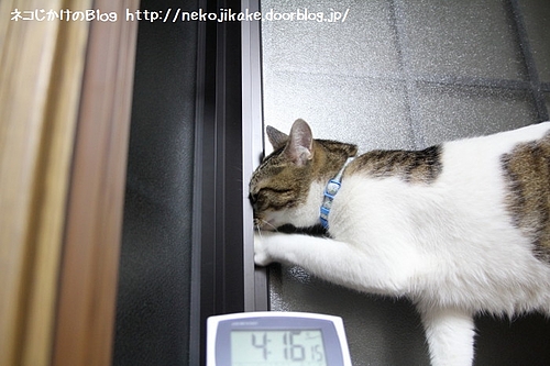 開けてやる。
