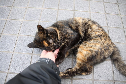 かわいいね。