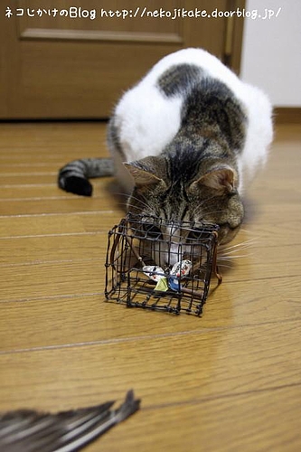 鳥だ!