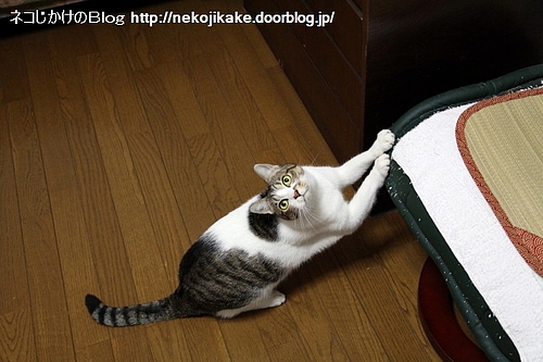 爪とぎやめるもんか。