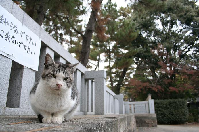 2005年、お世話になったネコたち。サバ白