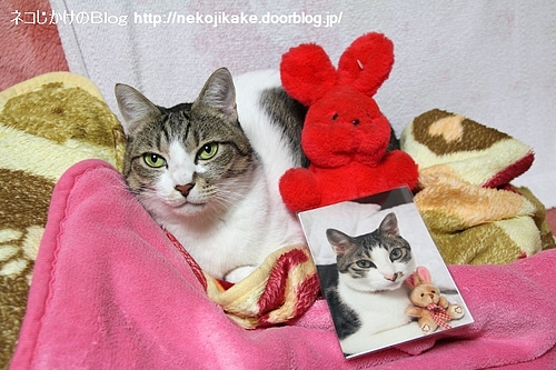 ベツヲくんの写真と共に。