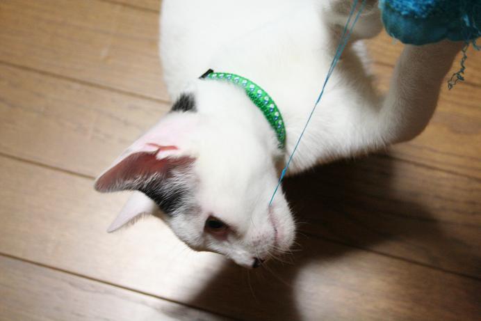 ネコは自由だ。クロ