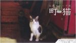 公開グループ展「町猫4」DM01s