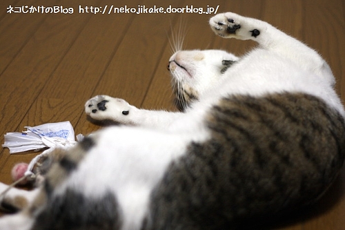 もうどうにでもしてくれ。