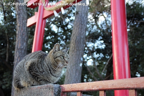 こまねこ。