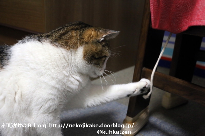 2020050604ねこぱんち。1
