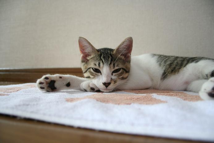 ここは涼しいかな?シマ