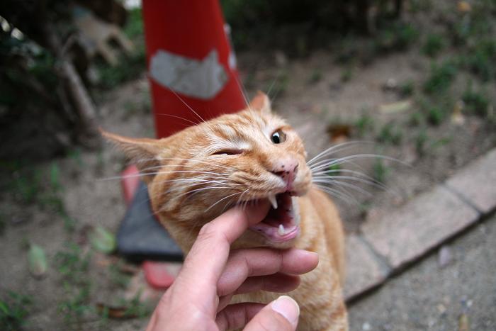 08 09 28 ネコじかけのblog 08 09 28 ネコじかけのblog