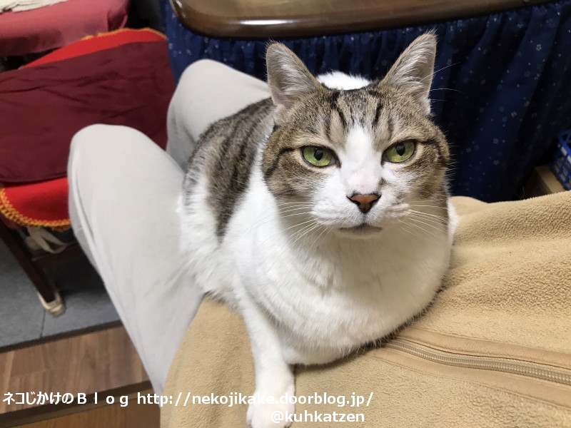 大いにくつろいでくれたまえ ネコじかけのblog 大いにくつろいでくれたまえ ネコじかけのblog