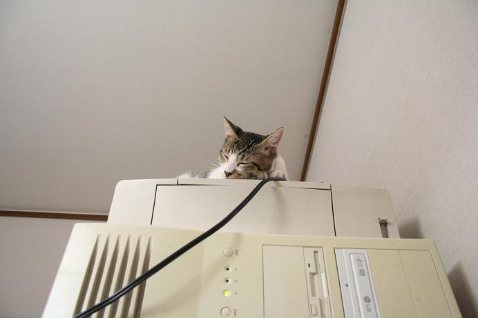 寝る。シマ