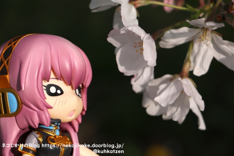 2021032922うっすらピンクの花。