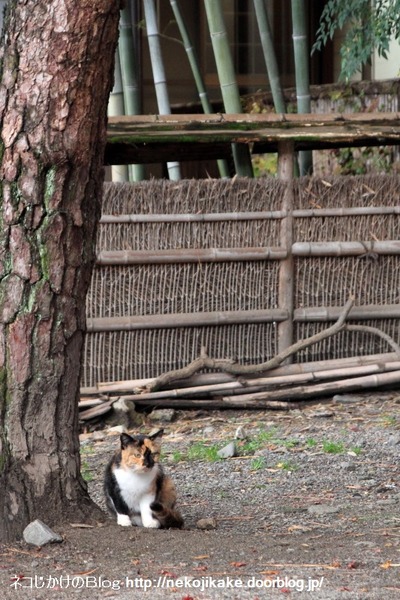 2014112906松竹猫。