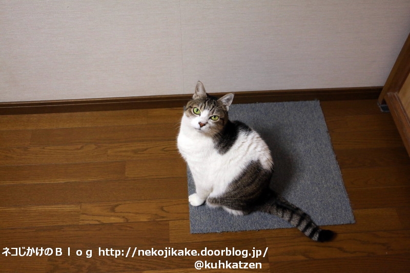 じっと見つめられる ネコじかけのblog