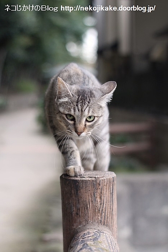この道を信じて。