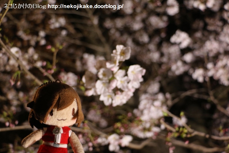 2019040302夜桜MEIKO。