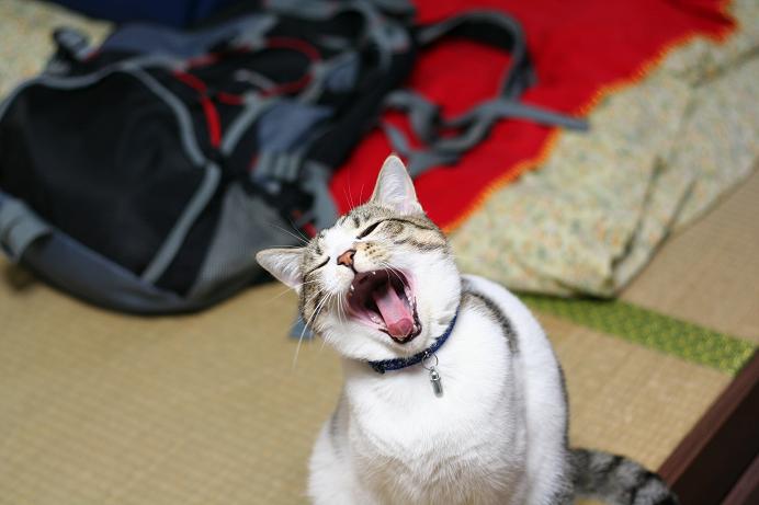 知らん間に終わり。シマ
