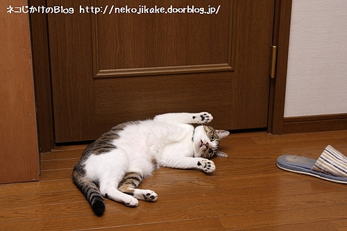 お手上げ。