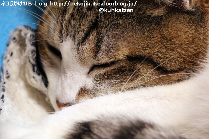 2020051603ねぐらでゆったり。3