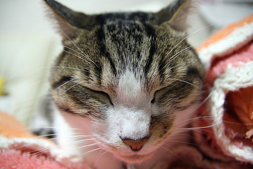 やっぱり眠いんだよ。