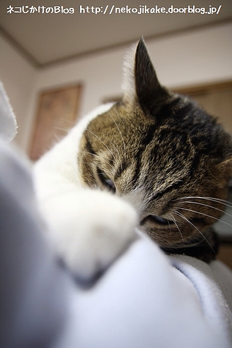 膝の上でいつものやつ。