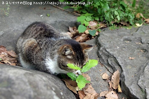 これで私が誰かわかるまい。