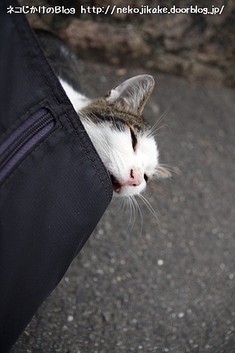 これ食えるかな。