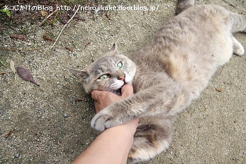 いつものこと。