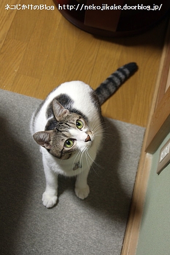 あれなんだ?