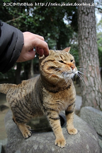 変顔。