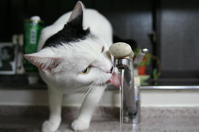 なんだろう、これは。クロ1