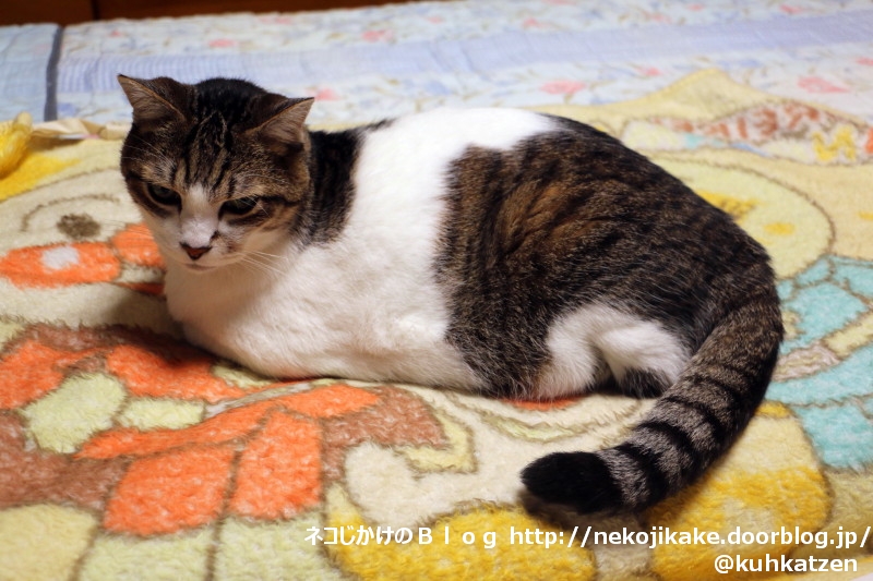 2020061401男は黙ってアンパンマン。