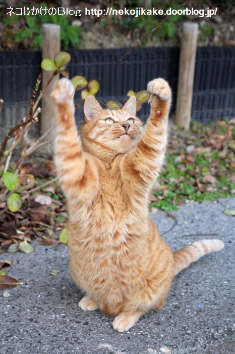 もうお手上げ ネコじかけのｂｌｏｇ