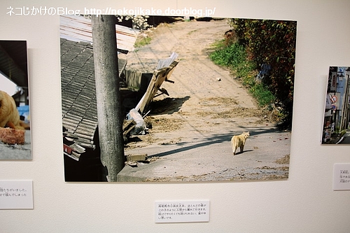 去りゆく猫。